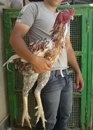 đá gà tre lai mỹ đá gà tre lai mỹ