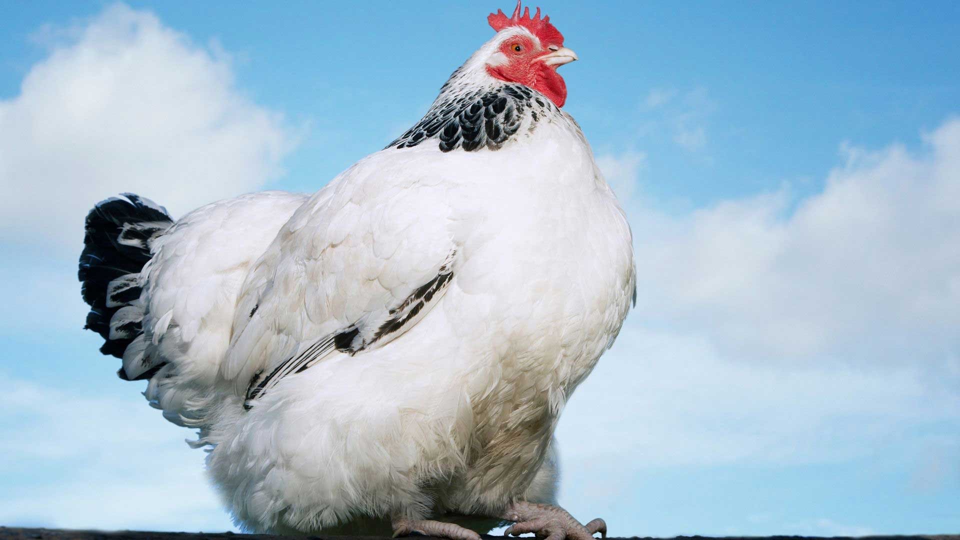 gà tre đá cựa gà tre đá cựa