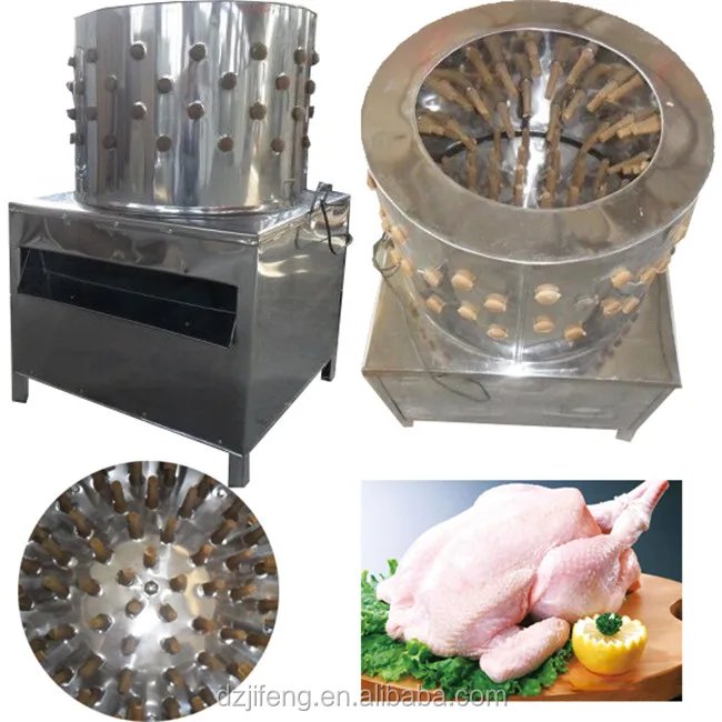 giống gà đá hay nhất thế giới,Giới Thiệu: Giống Gà Đá Hay Nhất Thế Giới giống gà đá hay nhất thế giới,Giới Thiệu: Giống Gà Đá Hay Nhất Thế Giới