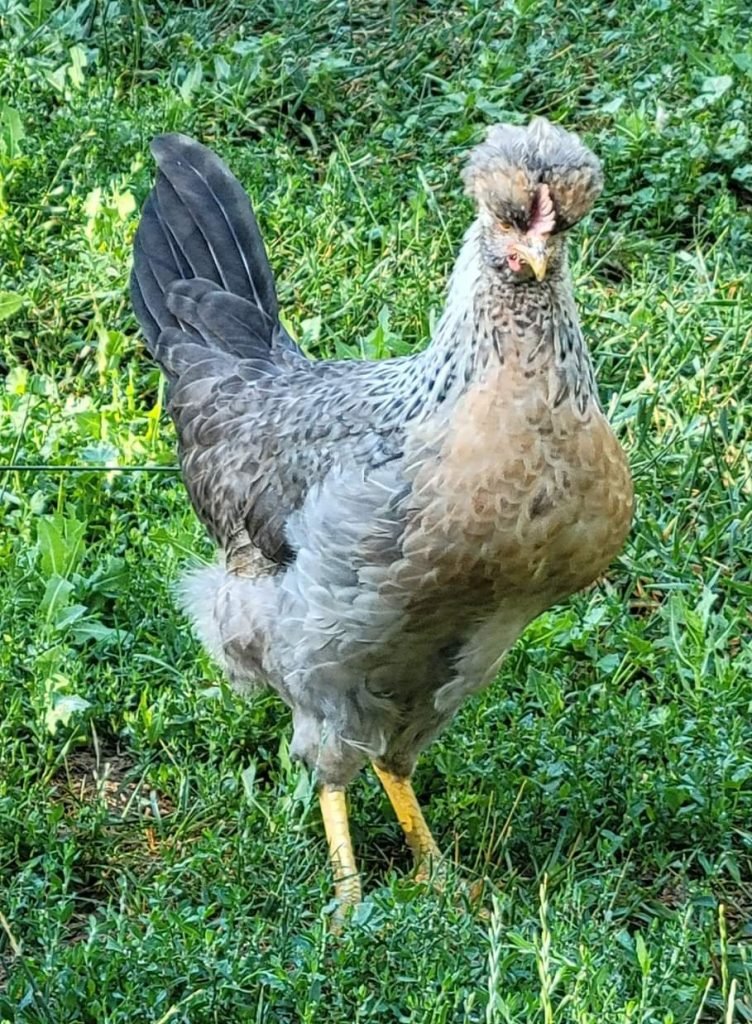 hình ảnh gà đá,Hình Ảnh Gà Đá: Đặc Điểm, Lịch Sử và Ý Nghĩa hình ảnh gà đá,Hình Ảnh Gà Đá: Đặc Điểm, Lịch Sử và Ý Nghĩa