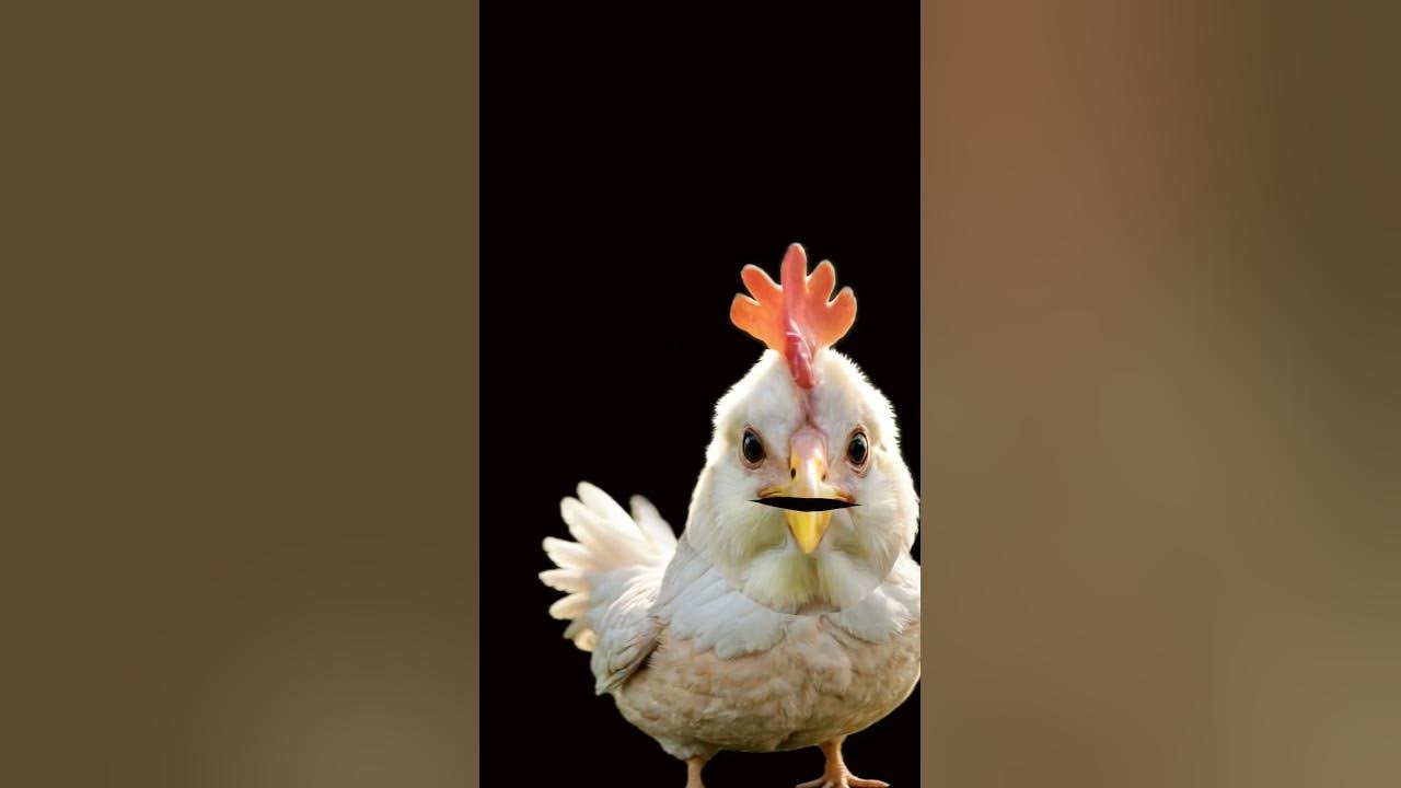 xem vãy gà đá cựa sắt xem vãy gà đá cựa sắt