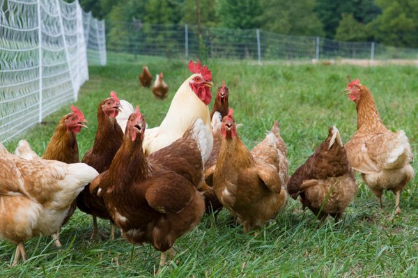 trại gà đá thái lan trại gà đá thái lan