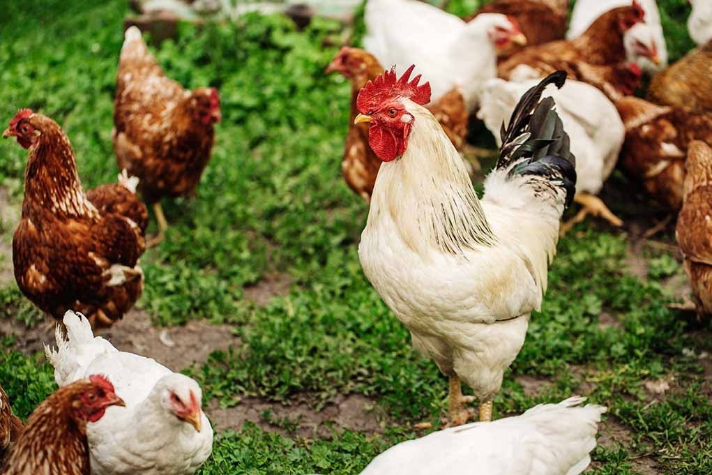 xem bình luận trực tiếp đá gà thomo hôm nay xem bình luận trực tiếp đá gà thomo hôm nay