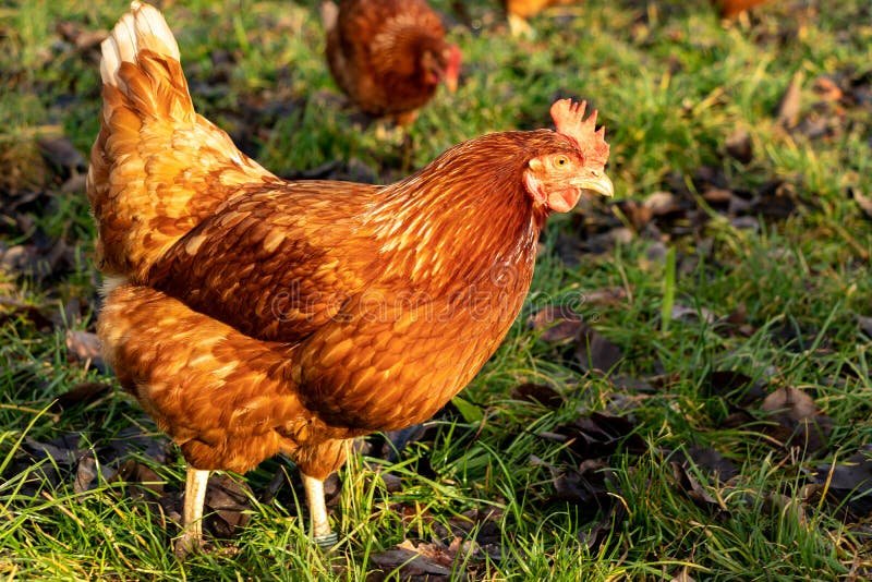 gà chọi đá cực độc gà chọi đá cực độc