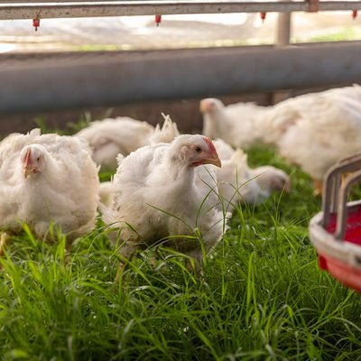 bắt đá gà qua mạng,Bắt đá gà qua mạng: Cách Thực Hiện, Lợi Ích và Lưu Ý Quan Trọng bắt đá gà qua mạng,Bắt đá gà qua mạng: Cách Thực Hiện, Lợi Ích và Lưu Ý Quan Trọng