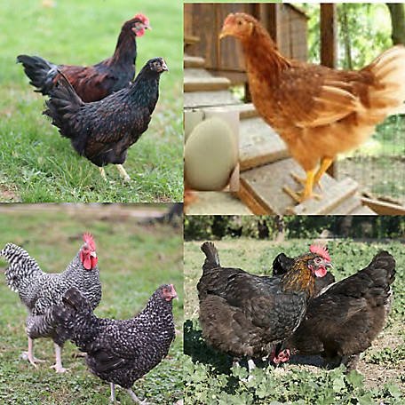 đá gà nòi cựa sắt ăn tiền đá gà nòi cựa sắt ăn tiền