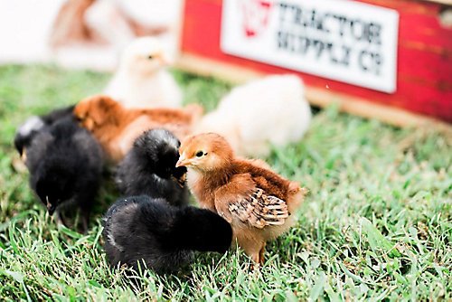 trại gà đá nổi tiếng trại gà đá nổi tiếng