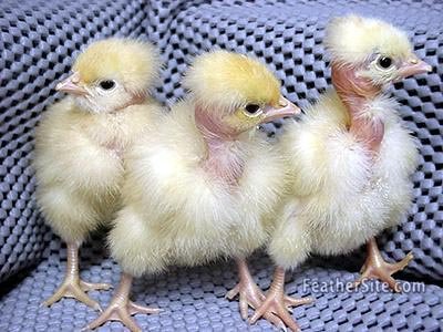 đá gà campuchia tiền tỷ,Đá gà Campuchia: Sự kiện tiền tỷ gây sốt toàn quốc đá gà campuchia tiền tỷ,Đá gà Campuchia: Sự kiện tiền tỷ gây sốt toàn quốc
