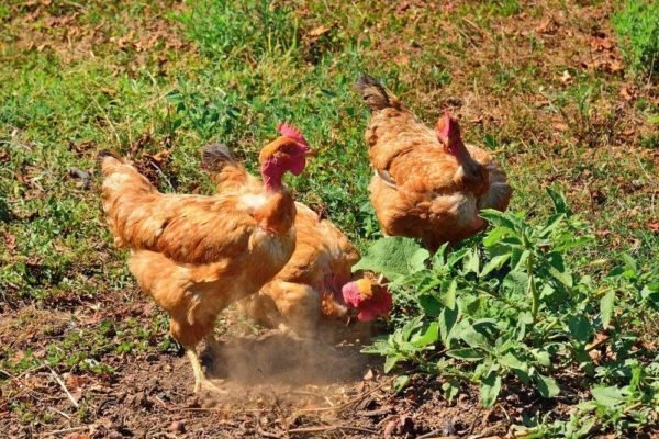 đá gà theo ngày 12 con giáp,Đá gà theo ngày 12 con giáp: Thứ hai đá gà theo ngày 12 con giáp,Đá gà theo ngày 12 con giáp: Thứ hai