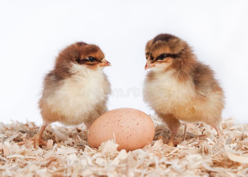 đặc điểm gà đá mé đặc điểm gà đá mé