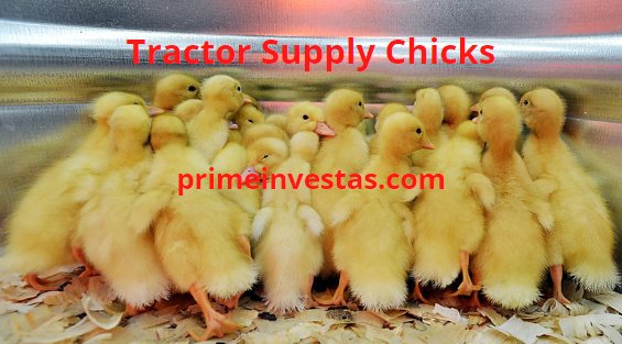 cách xổ lãi cho gà đá,Cách Xổ Lãi Cho Gà Đá cách xổ lãi cho gà đá,Cách Xổ Lãi Cho Gà Đá