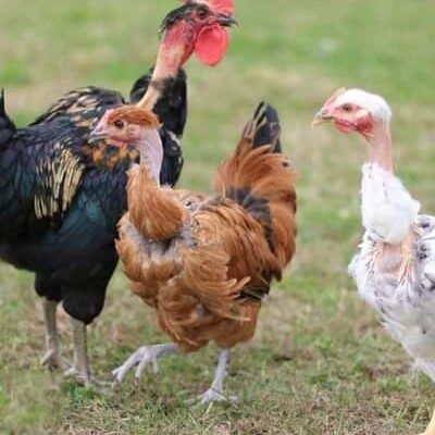 đá gà campuchia ngày 19 tháng 7 năm 2019