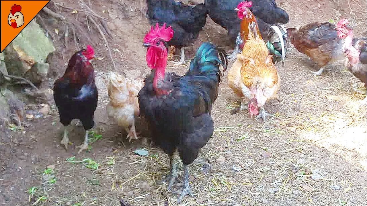 đá gà campuchia ngày 3 tháng 5 năm 2019 đá gà campuchia ngày 3 tháng 5 năm 2019