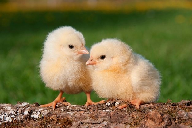 tiếng gáy gà đá hay tiếng gáy gà đá hay
