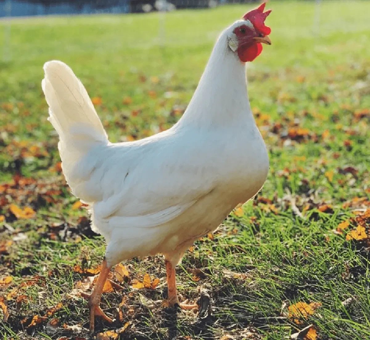 đá gà cao lãnh thomo,Đặc Điểm Của Đá Gà Cao Lãnh: Thứ Hai Cho Tiêu Đề Bài Viết