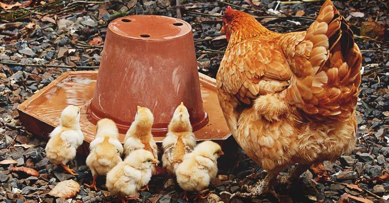 đá gà độc,Đá gà độc đáo: Thứ hai cho tiêu đề bài viết đó đá gà độc,Đá gà độc đáo: Thứ hai cho tiêu đề bài viết đó