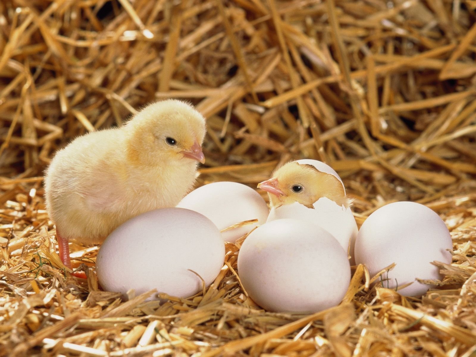 xem đá gà đòn ngày xuân 2019,Độ C Giới Thiệu: Xem Đá Gà Đòn Ngày Xuân 2019 Thứ Hai xem đá gà đòn ngày xuân 2019,Độ C Giới Thiệu: Xem Đá Gà Đòn Ngày Xuân 2019 Thứ Hai