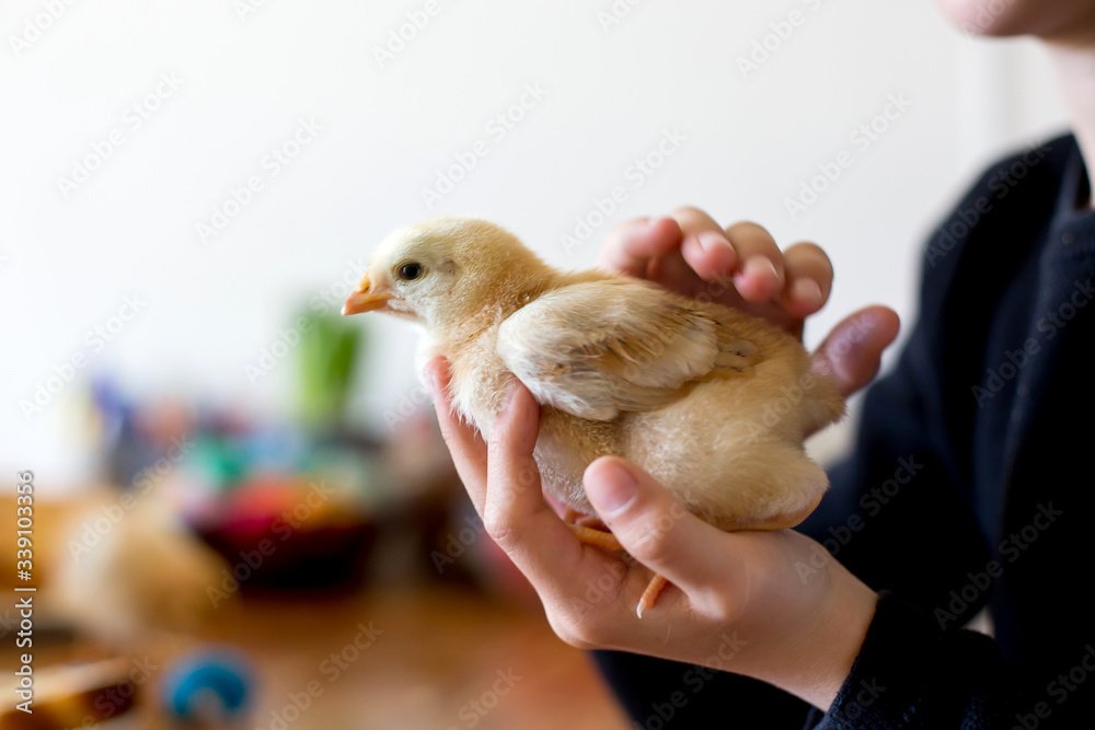 đá gà bị bắt xe đá gà bị bắt xe