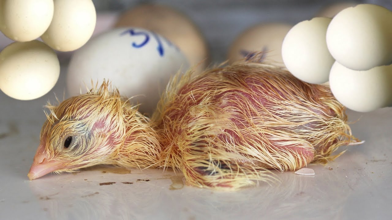 đá gà thomo ngày 8 tháng 5,Đá gà Thomo ngày 8 tháng 5: Thứ hai – Sự kiện đặc biệt không thể bỏ lỡ đá gà thomo ngày 8 tháng 5,Đá gà Thomo ngày 8 tháng 5: Thứ hai – Sự kiện đặc biệt không thể bỏ lỡ