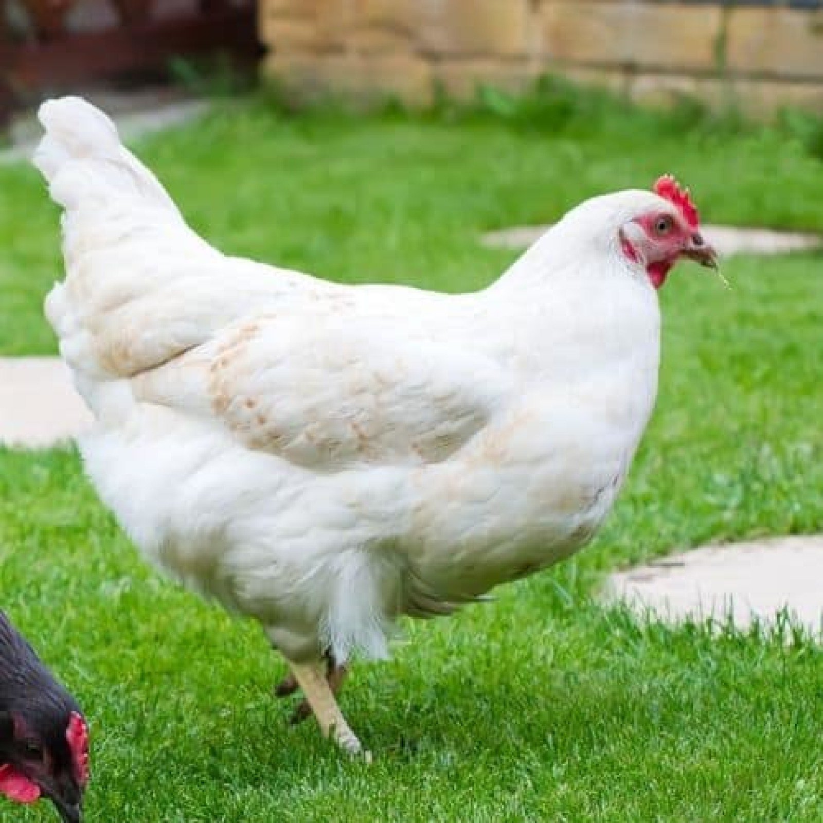 đá gà trực tiếp trường thomo ngày hôm nay,Đá gà trực tiếp trường Thomo ngày hôm nay: Thứ hai đá gà trực tiếp trường thomo ngày hôm nay,Đá gà trực tiếp trường Thomo ngày hôm nay: Thứ hai