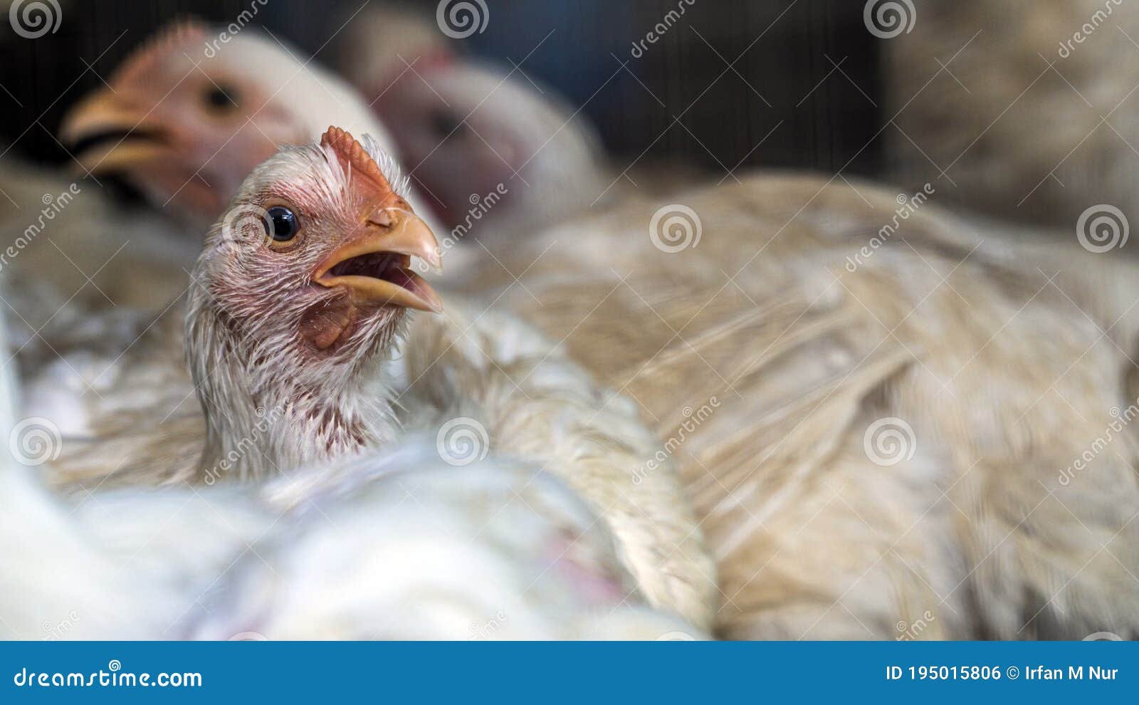 xem đá gà cựa sắt ở thomo,Giới Thiệu Về Thomo xem đá gà cựa sắt ở thomo,Giới Thiệu Về Thomo