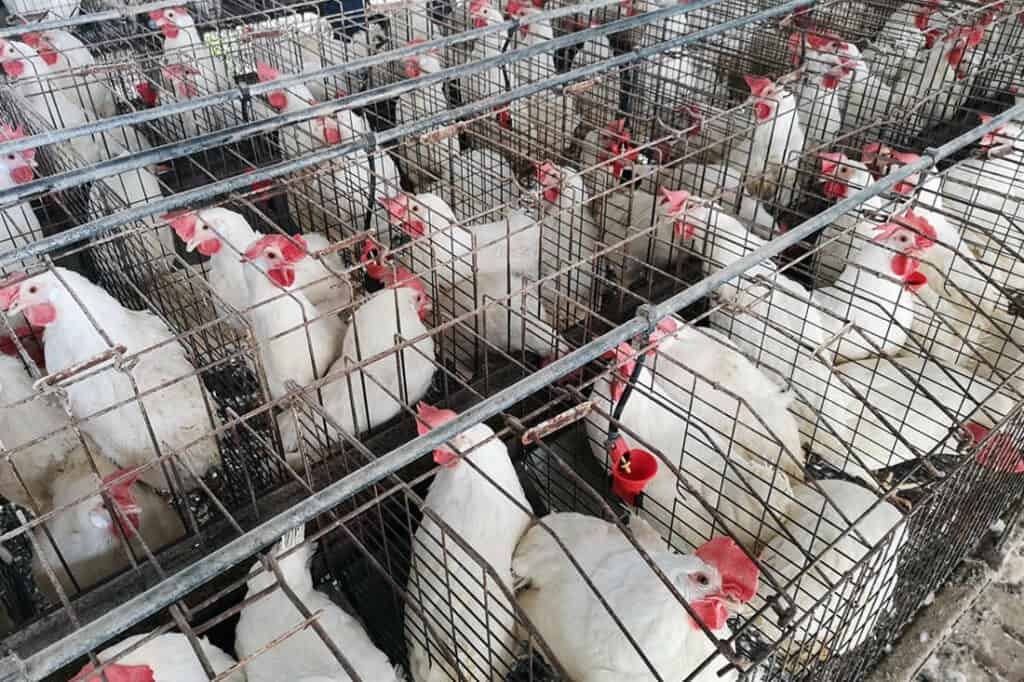 xem đá gà cựa dao,Giới Thiệu Độ C Xem Đá Gà Cựa Dao xem đá gà cựa dao,Giới Thiệu Độ C Xem Đá Gà Cựa Dao