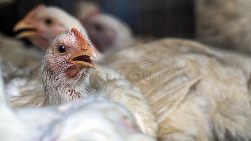 gà nòi đá cựa ngon gà nòi đá cựa ngon