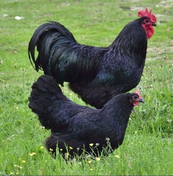 làm giàu từ chăn nuôi gà đá làm giàu từ chăn nuôi gà đá