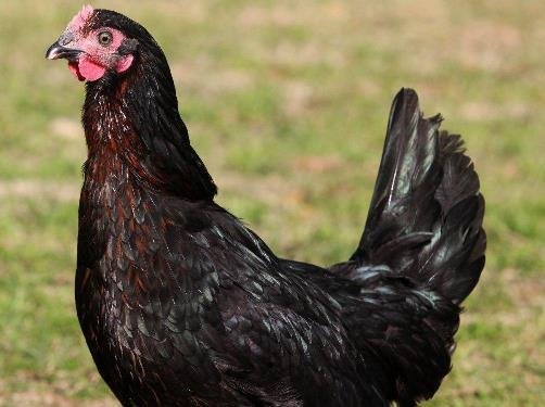 cách chọn gà đá đòn hay cách chọn gà đá đòn hay