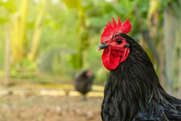 tổng hợp đá gà cựa dao tổng hợp đá gà cựa dao
