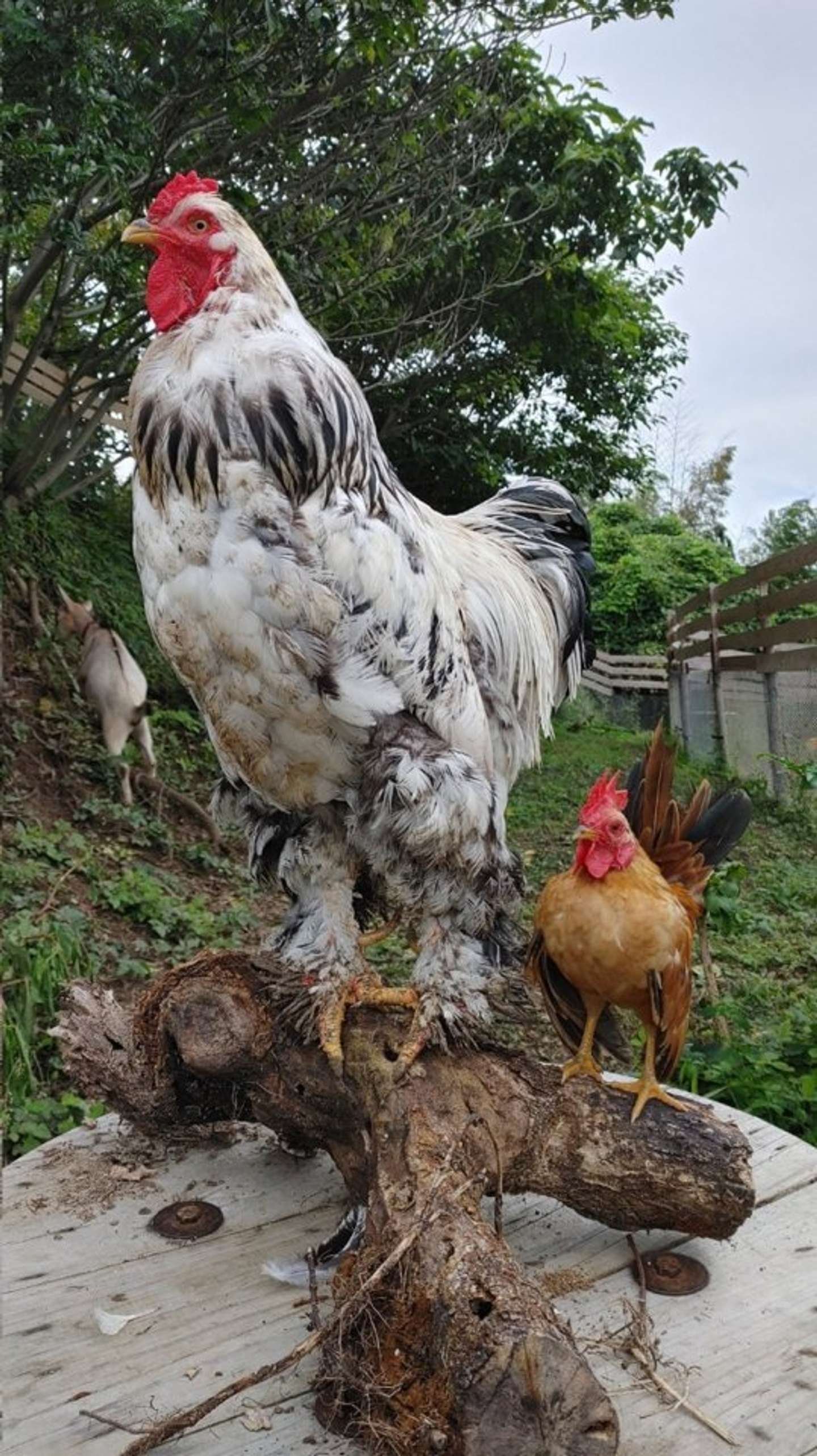 chợ tốt gà đá an giang chợ tốt gà đá an giang