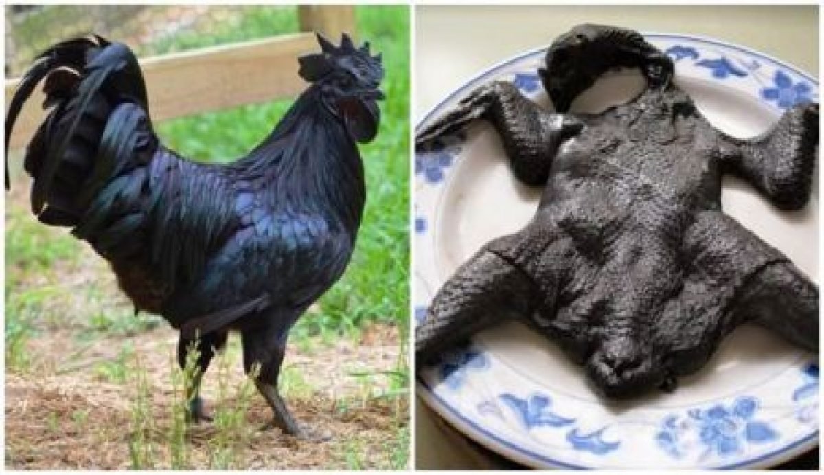 gà đá ăn thằn lằn,Giới thiệu chi tiết về “gà đá ăn thằn lằn” – Một chủ đề đặc biệt gà đá ăn thằn lằn,Giới thiệu chi tiết về “gà đá ăn thằn lằn” – Một chủ đề đặc biệt