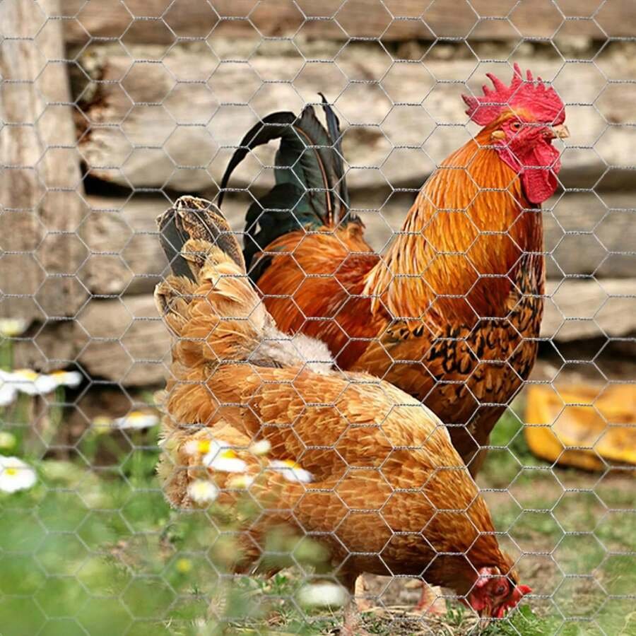 đá gà mỹ tho bị công an bắn