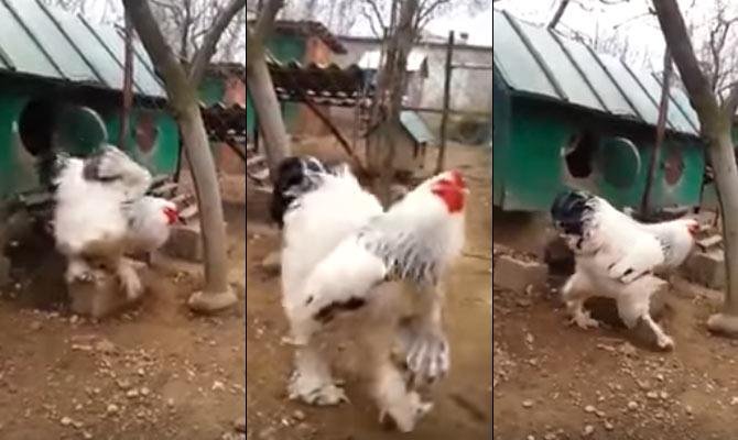 đá gà đòn hay nhất năm đá gà đòn hay nhất năm