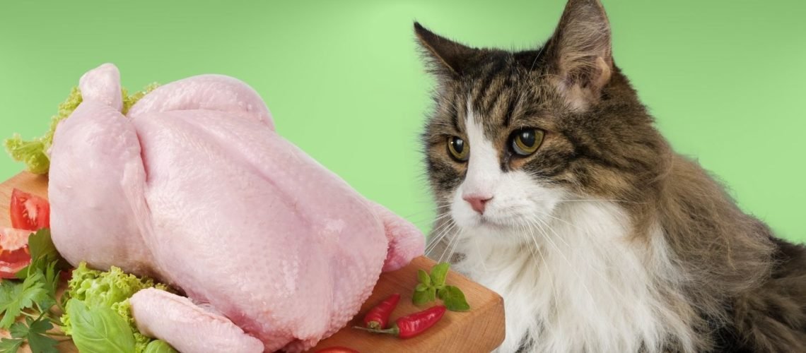 đá gà mỹ trực tiếp,Đá Gà Mỹ Trực Tiếp: Cẩm Nang Chi Tiết Độ C Giới Thiệu đá gà mỹ trực tiếp,Đá Gà Mỹ Trực Tiếp: Cẩm Nang Chi Tiết Độ C Giới Thiệu