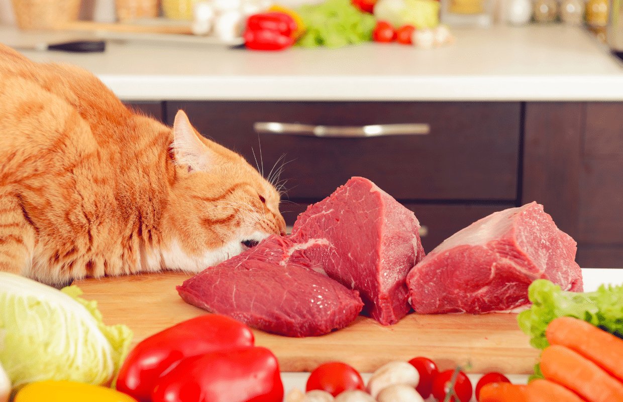 gà đá cựa sắt thua chạy chơi được không gà đá cựa sắt thua chạy chơi được không
