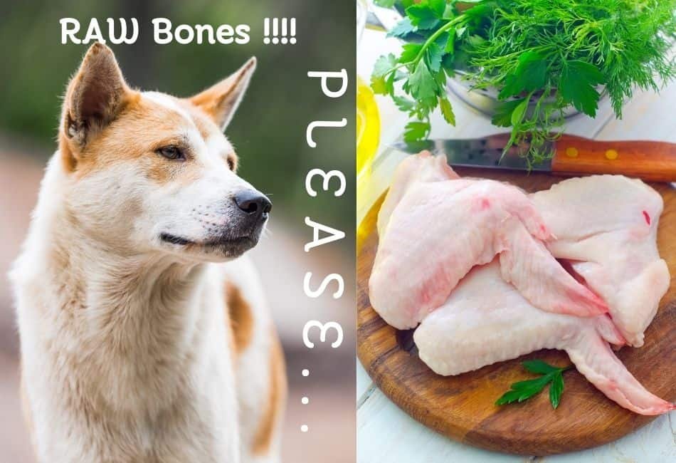 đá gà phúc an viên đá gà phúc an viên