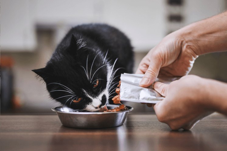 đk tài khoãn đá gà mạng,Đặc Điểm Tài Khoản Đá Gà Mạng: Cách Chơi, Lợi Ích và Những Lưu Ý Quan Trọng đk tài khoãn đá gà mạng,Đặc Điểm Tài Khoản Đá Gà Mạng: Cách Chơi, Lợi Ích và Những Lưu Ý Quan Trọng