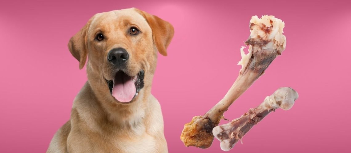 xem chân gà chọi đá cựa sắt xem chân gà chọi đá cựa sắt
