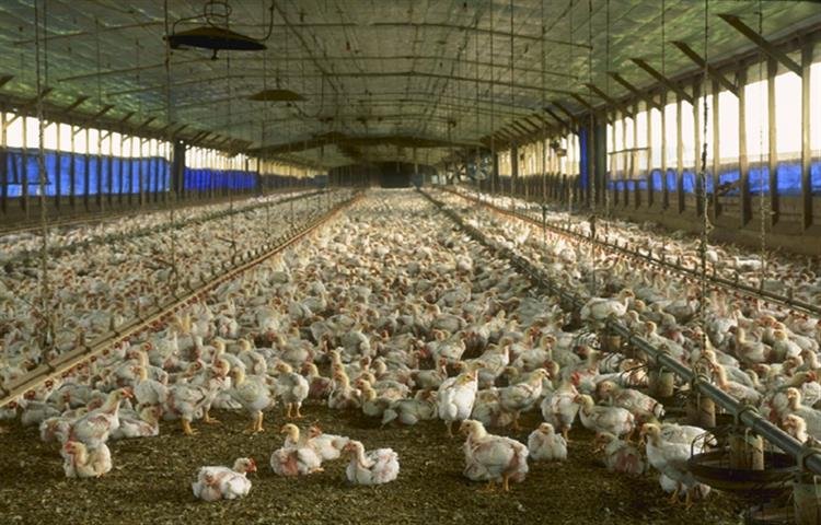 Cuộc chiến đỉnh cao tại Thomo: Gà chọi tranh tài trực tiếp hôm nay