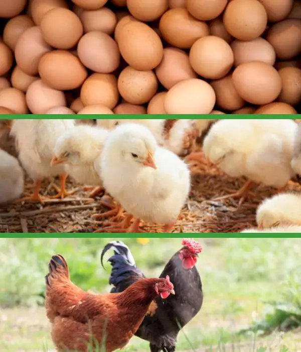 Trải nghiệm hấp dẫn tại đấu trường đá gà Thomo 68